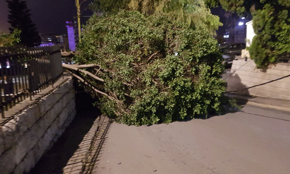 سقوط شجرة