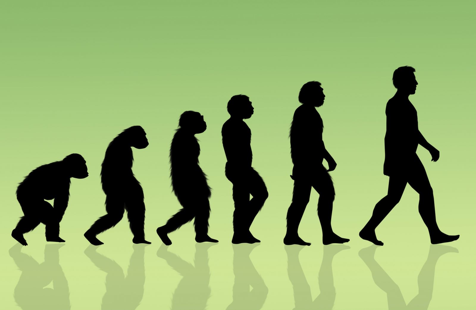 علماء أمريكان يدحضون النظرية الشائعة عن تطور البشرية