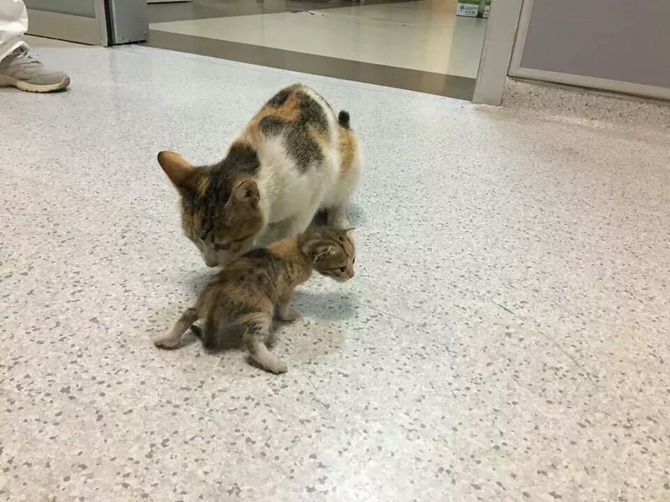 قطة تتوجه بصغيرها المريض إلى المستشفي "صور"
