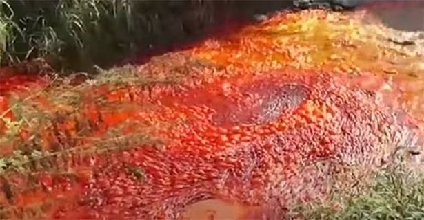 نهر من الدم الحقيقي يظهر في إسرائيل