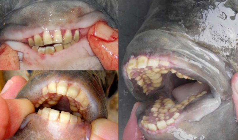 سمكة بأسنان بشرية