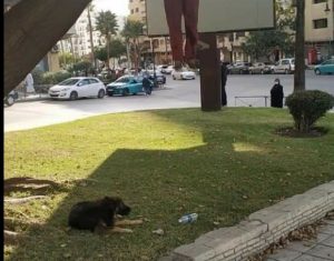 جثة معلقة بالشارع العام تستنفر المصالح الأمنية بطنجة وكلب الهالك يثير المغاربة