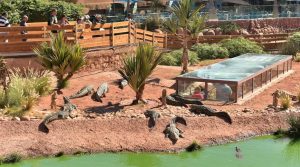 أكادير..حديقة التماسيح تشهد ميلاد 27 من صغار زواحف الأناكوندا