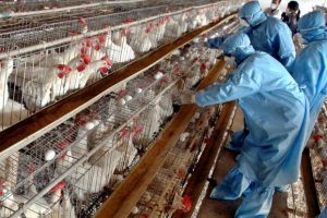 المغرب يرفع درجة الاستعداد لمنع إنفلونزا الطيور خلال فترة الهجرة