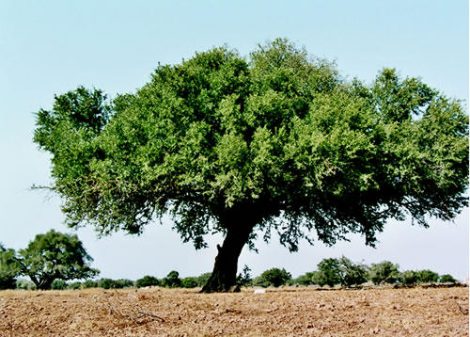 الأمم المتحدة تعتمد 10 ماي يوما عالميا لشجرة الأركان
