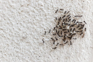 النمل في البيت