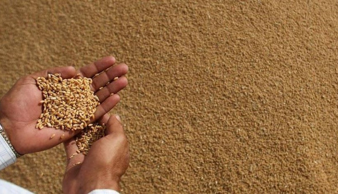 المغرب والقمح