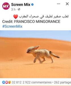 ثعلب بالصحراء المغربية