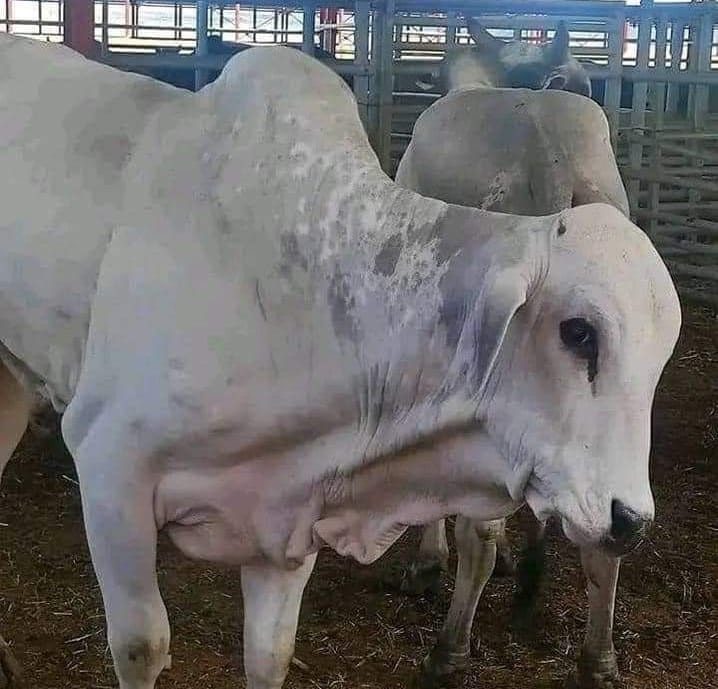 الأبقار