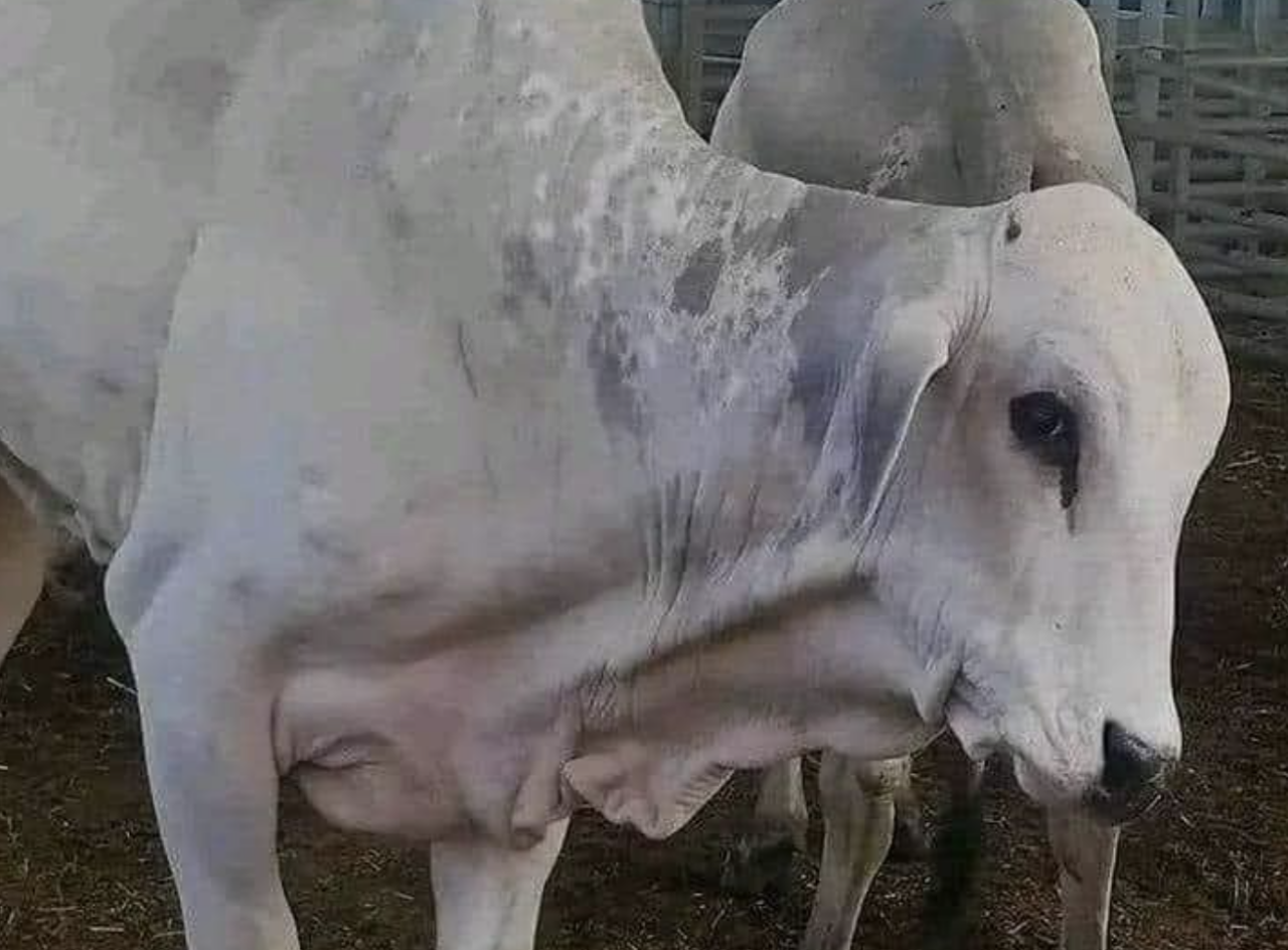 الأبقار البرازيلية