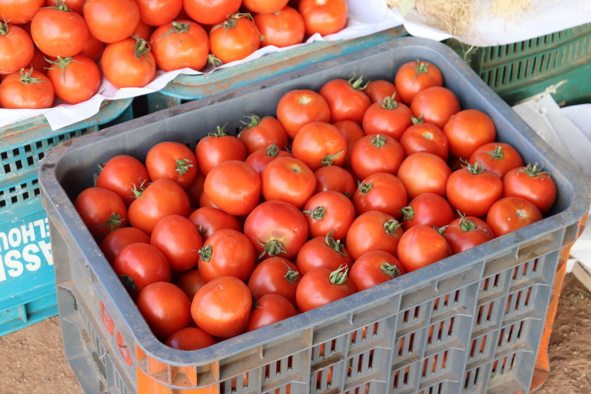 سعر الطماطم في المغرب