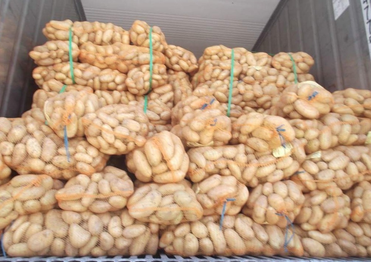 تصدير البطاطس