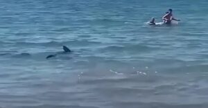ما حقيقة ظهور أسماك القرش بشاطئ أكادير ؟