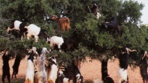 الرعاة الرحل